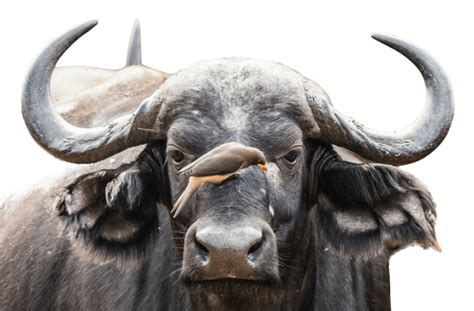 العلاقات بين الكائنات الحيّة في النظام البيئي - منهاجي