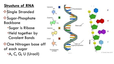 RNA Atomic Structure 的图像结果