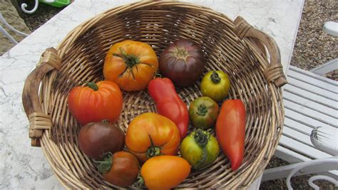 mon marché du jour,tomates,variétés anciennes un délice Pumpkin ...