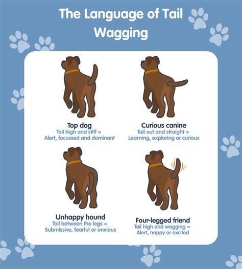 Understanding Dog Body Language | Pet Drugs Online