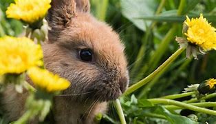 Image result for Baby Rabbits Being Born