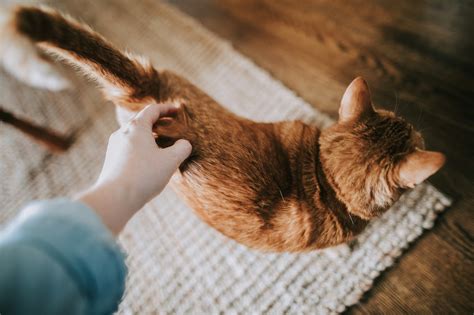 Do Cats Control Their Tails? The Facts