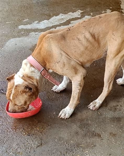 Animal rescue in una(+91 93175-50543) Himachal Pradesh