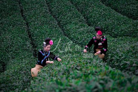 贵州石阡：苔茶源地忙采茶-国际在线
