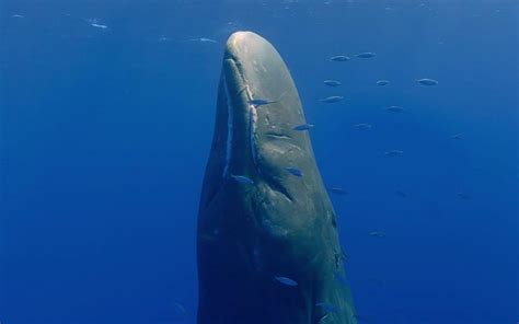 Sperm whales are also called "sperm whales". Why is it that the brain ...