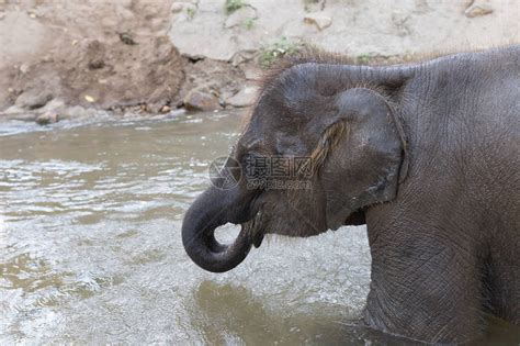 在自然中的溪流小溪河中洗澡的大象幼高清图片下载-正版图片507337062-摄图网