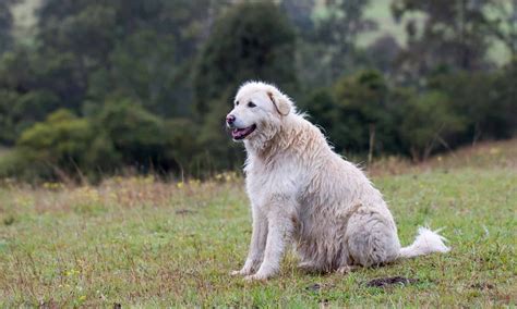 Maremma Sheepdog Dog Breed Complete Guide - A-Z Animals