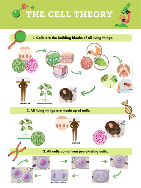 Image result for Cell Theory Explained