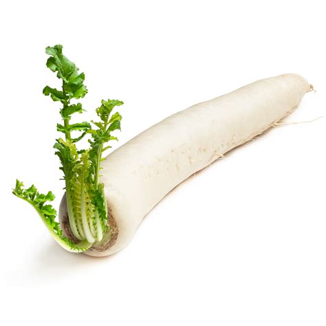 Fresh Asian Mooli Radish / Daikon - Imported Weekly from Asia – Thai ...