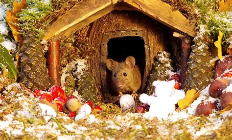 全世界最幸福的小老鼠 就在这个人的花园里 - Chinadaily.com.cn