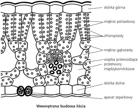 Grażyna Rachwał - Biologia KLASA V | Szkoła Podstawowa w Jabłonicy Polskiej