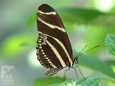 Zebra Striped Butterfly