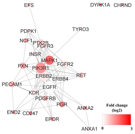 Comprehensive Kinase Activity Profiling Revealed the Kinase Activity ...