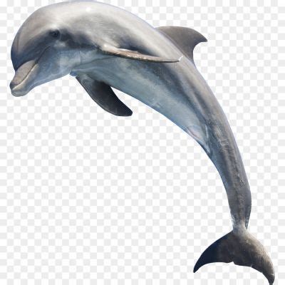 Oceanic Dolphins PNG Clipart Background DU5AT3IF - Pngsource