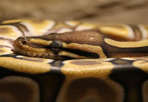 Ball Python Weight Gain 的图像结果