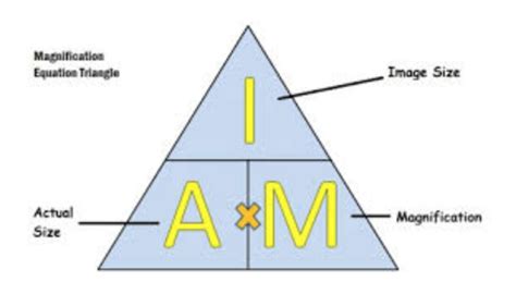 What Is Magnification 的图像结果