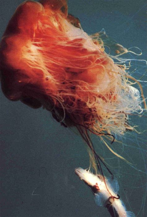 What Do Jellyfish Eat