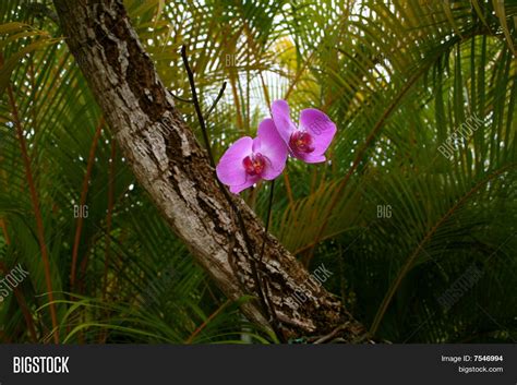 Wild Orchids Tropical Image & Photo (Free Trial) | Bigstock
