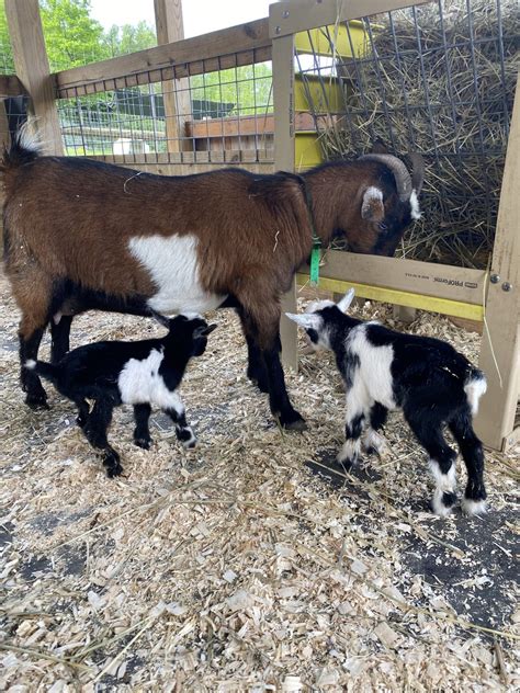 Small Animal Adventure Walk-Thru - Varysburg, NY - Hidden Valley Animal ...