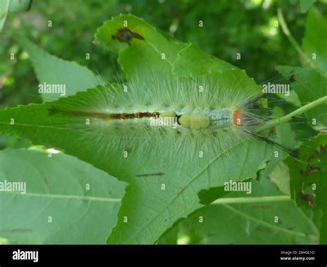 White-marked Tussock Moth (Orgyia leucostigma Stock Photo - Alamy