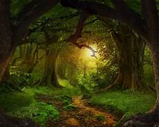 Tree Photography Backdrop by 7x5ft Forest Tree Path Trunk Roots Custom Photo Tree Photography Backdrop