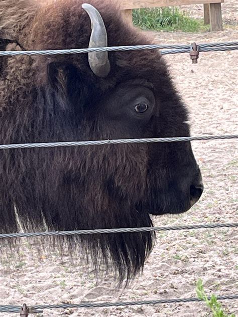A bison cow at the Wisconsin Deer Park, in Wisconsin Dells. : r/pics