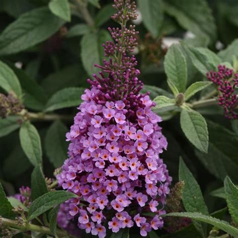 Pink Cascade Butterfly Bush | Plant Addicts
