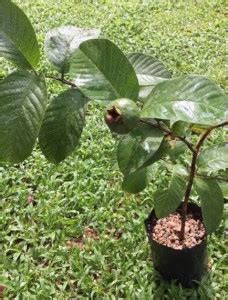Sobuj Prithibi Nursery Guava Plant Price in India - Buy Sobuj Prithibi ...