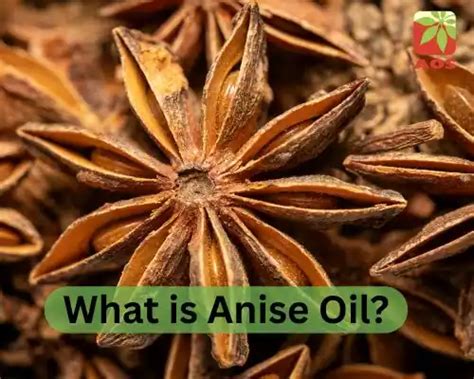 Anise Oil Benefits: 5 Amazing Uses You Need to Know | AOS Blog