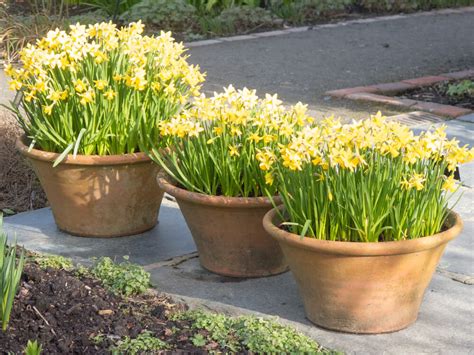 Image result for Spring Bulbs in Containers
