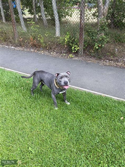 Staffy Stud - Stud Dog in West Midlands , India | Breed Your Dog