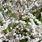 Image result for Dwarf Flowering Almond Bush