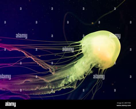 Atlantic Sea Nettle Jellyfish Chrysaora High Resolution Stock ...