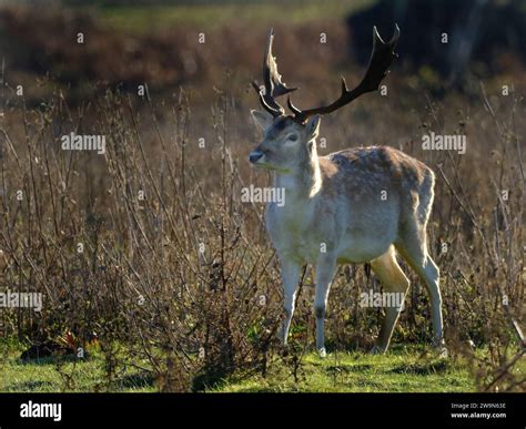 The European fallow deer, also known as the common fallow deer or ...