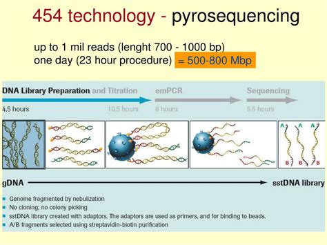 454 Pyrosequencing Steps 的图像结果