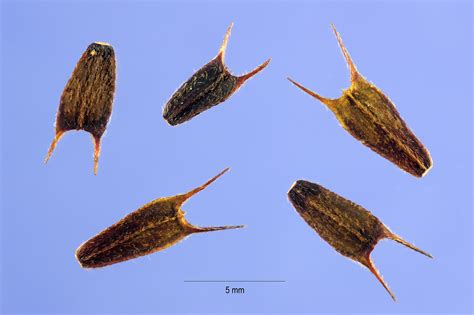 Wisconsin Wildflower | Devil's Beggarticks | Bidens frondosa