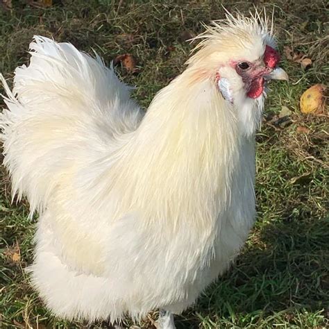 11 Japanese Chicken Breeds You Should Know