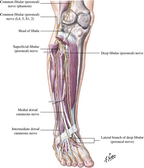 Peripheral Nerve Entrapments of the Lower Leg, Ankle, and Foot - Foot ...