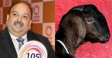 Haryana Police Arrests Two Accused In Goat Rape Case, Mehul Choksi ...
