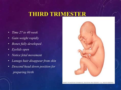 Image result for Third Week Development of Embryo