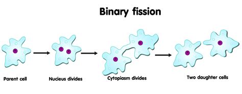 Image result for Binary Fission Examples