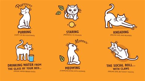 Image result for Cat Behaviour