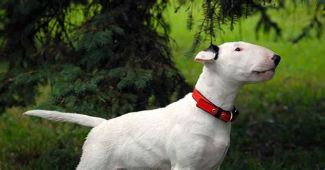 Bull Terrier: el perro con cara de ‘huevo’ que enamora corazones