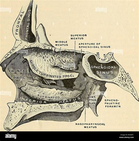 Concha Nasal Inferior Nasal | Systems | Aula De Anatomia