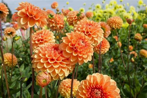 Are dahlias perennials?