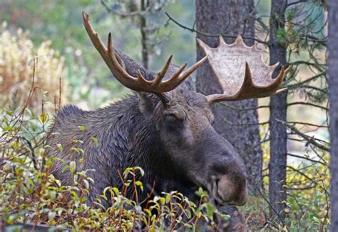 Лось (Alces alces): фото, интересные факты, где живут, сколько живут ...