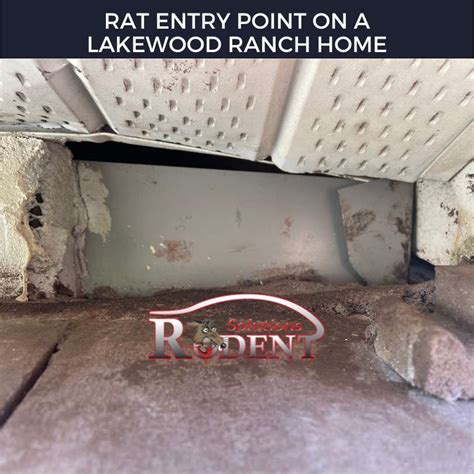 Rodent Entry Points 的图像结果