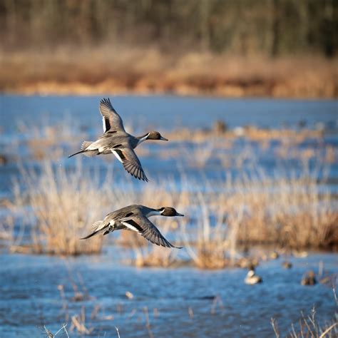 Huntley Meadows Park: A Birdwatcher's Paradise in Fairfax