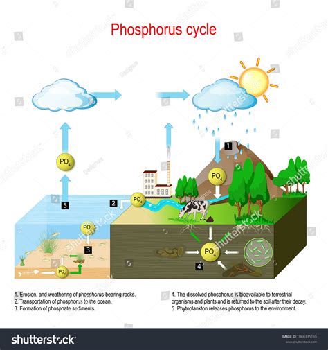 Phosphorus Cycle Diagram Phosphorus Cycle | PPT