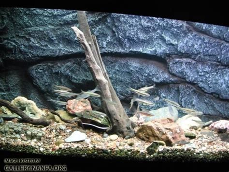 Image result for Native Fish Tank